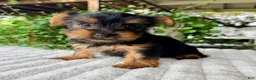 Yorkshire Terrier dogs for sale: Autumn - Ad 2