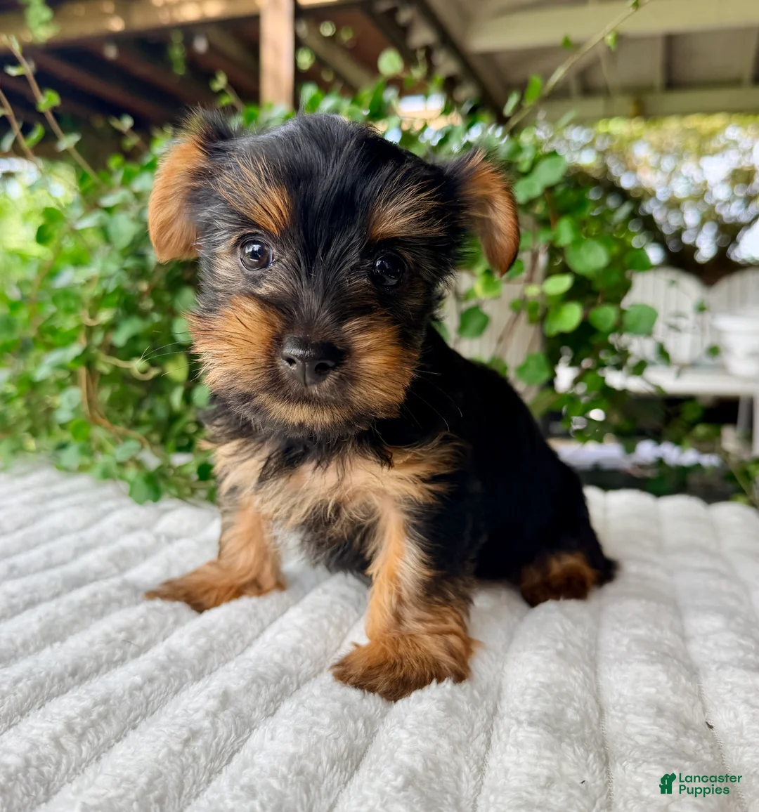 Yorkshire Terrier dogs for sale: Autumn - Ad 2