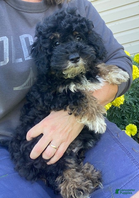 Cavapoo dogs Lucy - Ad 1
