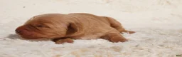 Golden Retriever dogs for sale: Daisy -AKC, Genetically Clear - Ad 30