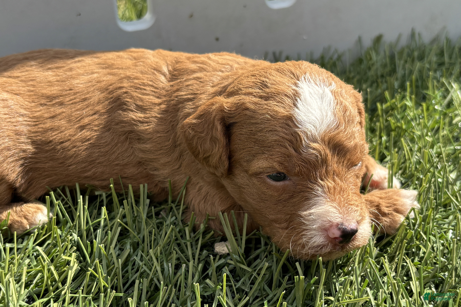 Mini Goldendoodle dogs Gouda - Ad 41