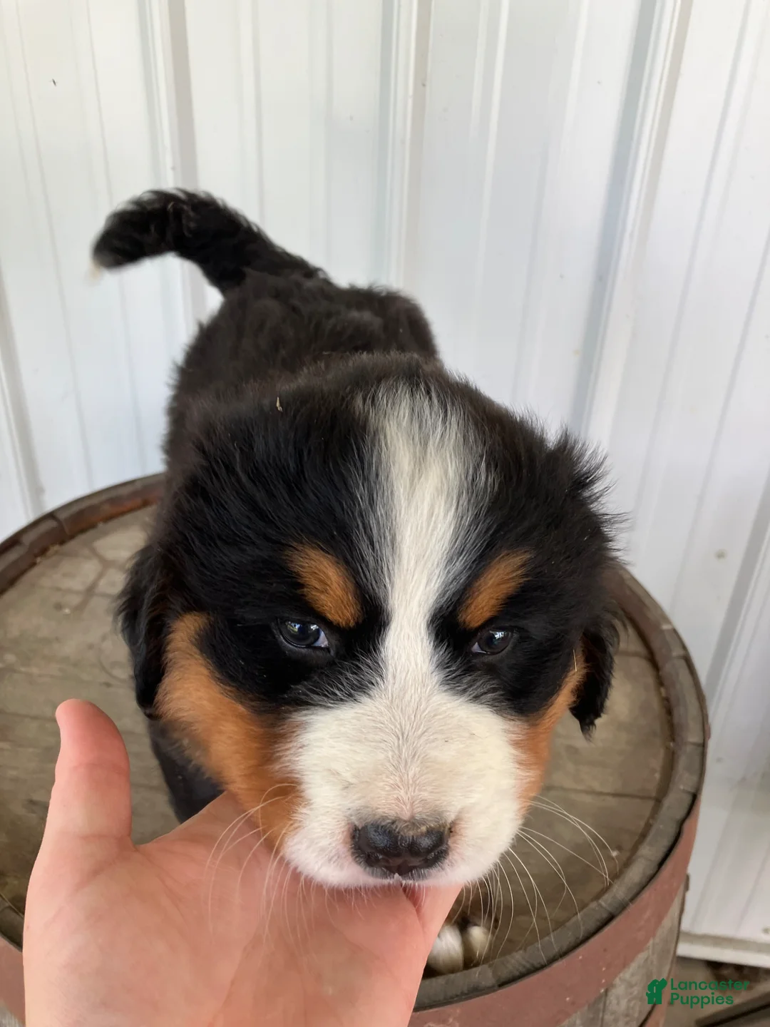 Bernese Mountain Dog dogs for sale: Pink collar- Sassy - Ad 1