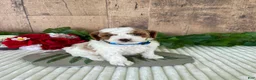 Mini Goldendoodle dogs for sale: Mr. Whistler - Ad 7