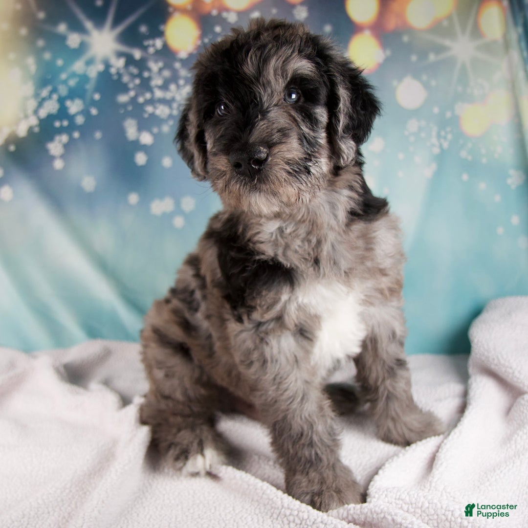 Mixed Breed dogs for sale: Benson - Ad 6