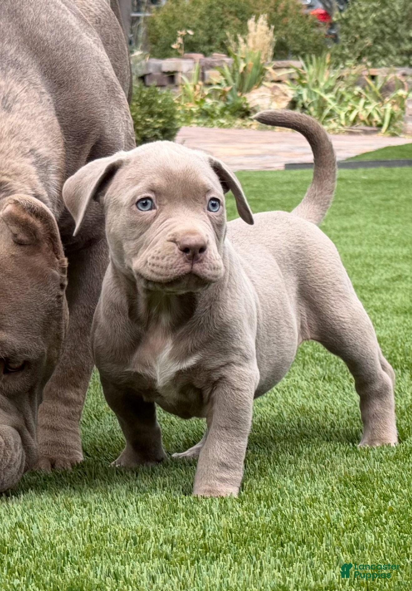 American Bully dogs Lila - Ad 26