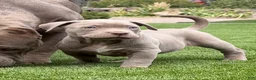 American Bully dogs for sale: Lila - Ad 1