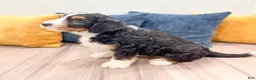 Mini Bernedoodle dogs for sale: Tucker - Ad 3