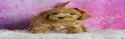 Maltipoo dogs for sale: Layla - Ad 3