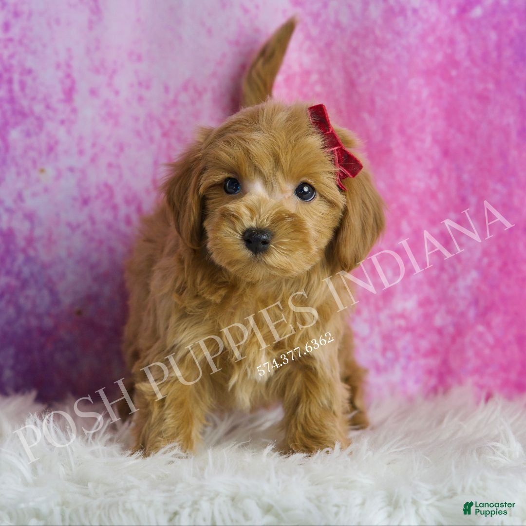 Maltipoo dogs for sale: Layla - Ad 3