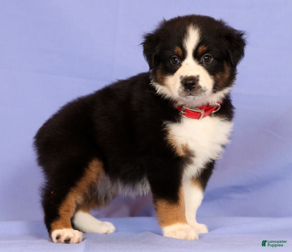 Miniature Australian Shepherd dogs Daisy - Ad 1