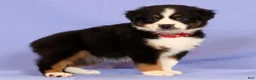 Miniature Australian Shepherd dogs for sale: Daisy - Ad 1