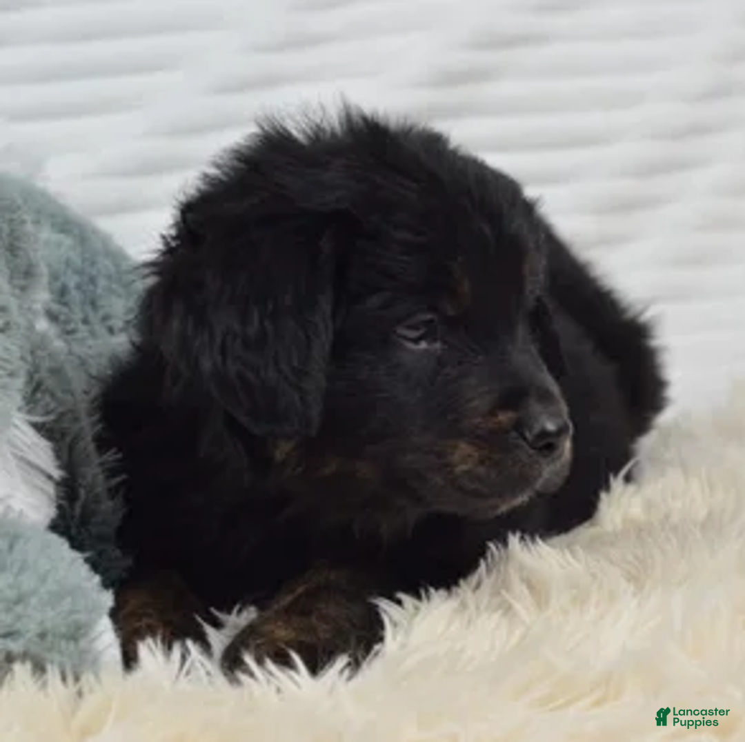 Mixed Breed dogs for sale: Summit - Ad 4