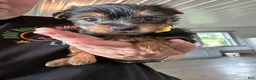Yorkshire Terrier dogs for sale: Jeff  - Ad 3