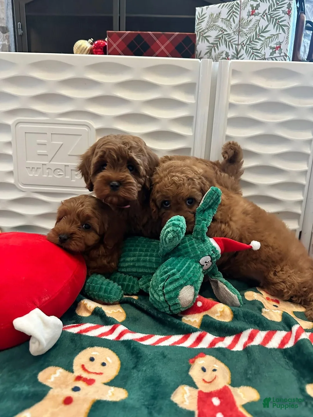 Cavapoo dogs for sale: Brittany - Ad 8