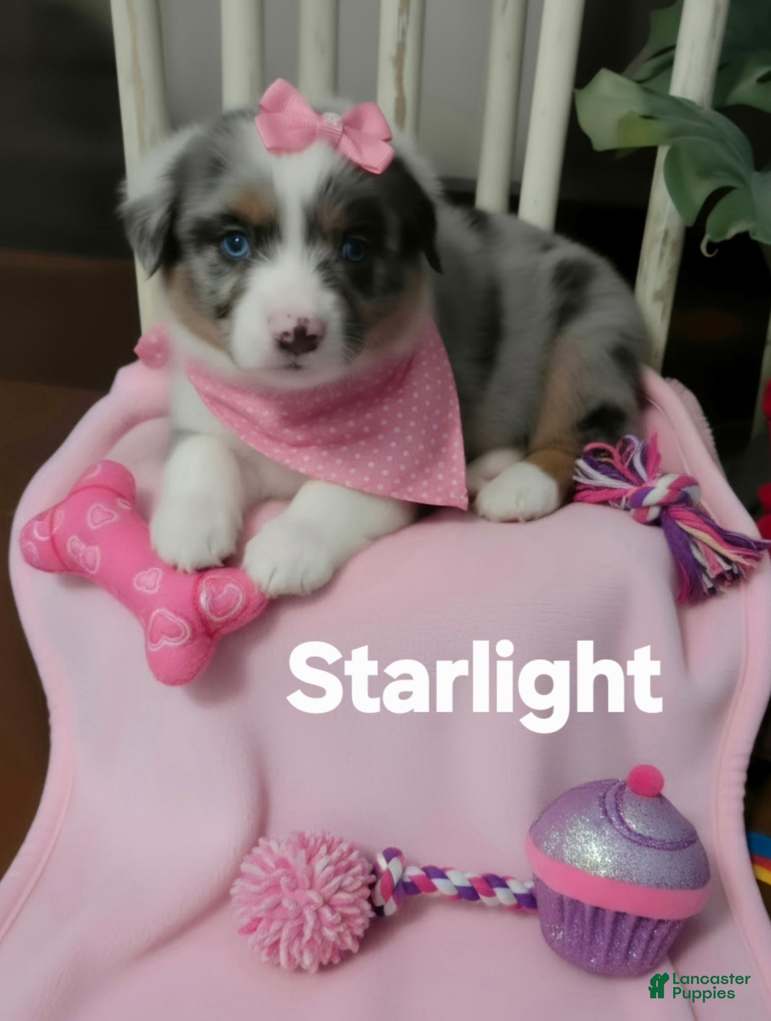 Australian Shepherd dogs Mini Australian Shepherd 2 - Ad 4
