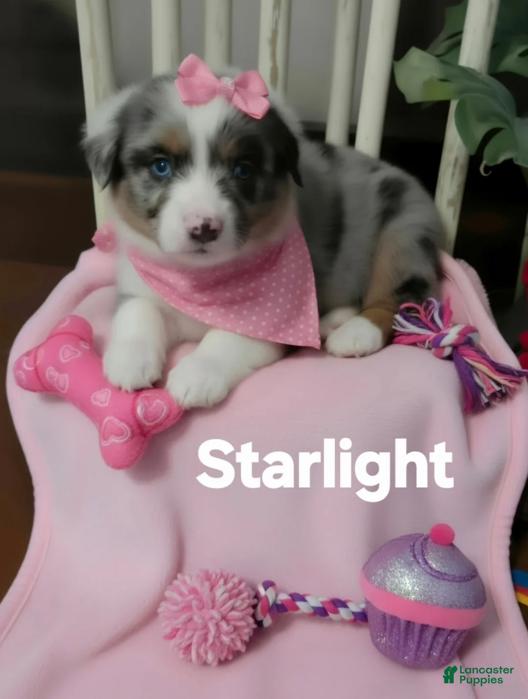 Australian Shepherd dogs for sale: Mini Australian Shepherd 2 - Ad 1