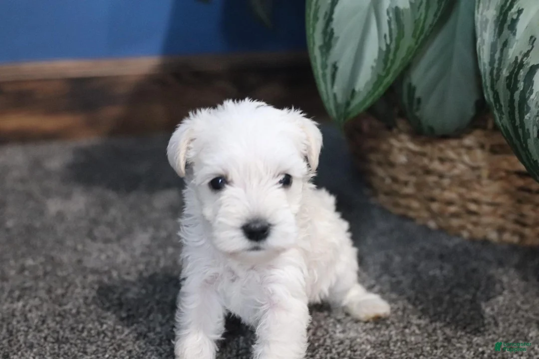 Miniature Schnauzer dogs for sale: Polar - Ad 2