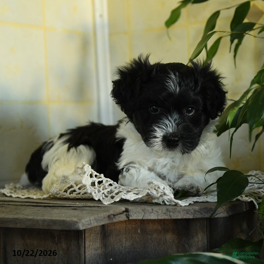 Havanese dogs Oreo - Ad 2
