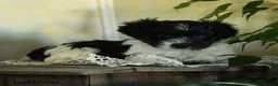 Havanese dogs for sale: Oreo - Ad 2