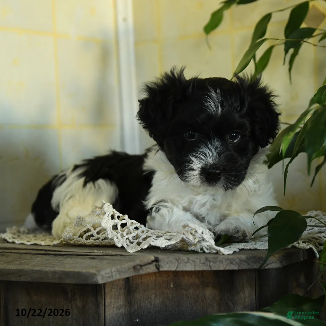 Havanese dogs for sale: Oreo - Ad 2