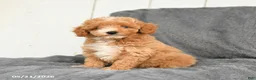 Toy Poodle dogs for sale: Lucy - Ad 3