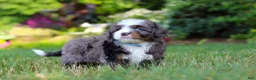 Mini Bernedoodle dogs for sale: Whyatt - Ad 7