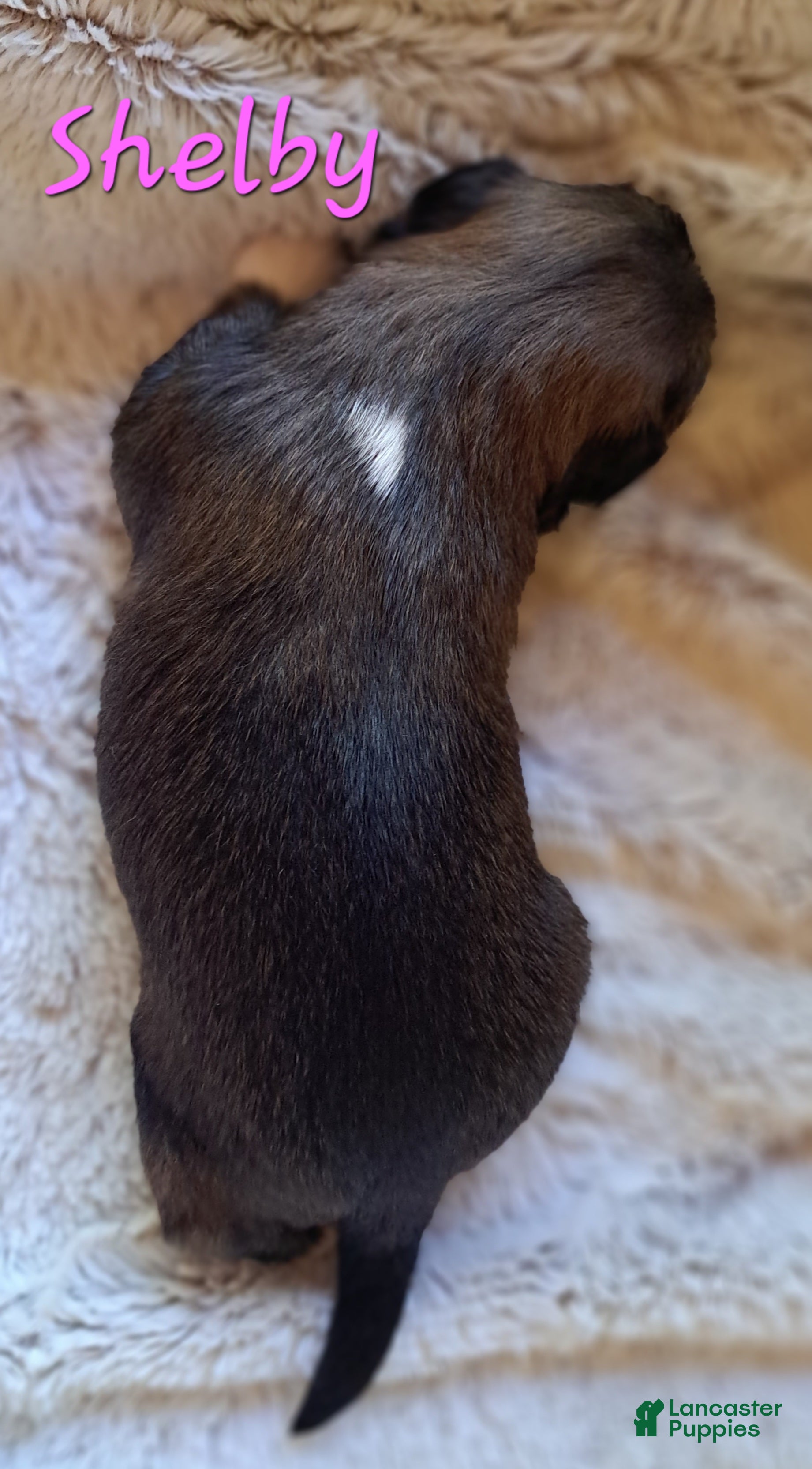 Lhasa Apso dogs for sale: Shelby - Ad 1