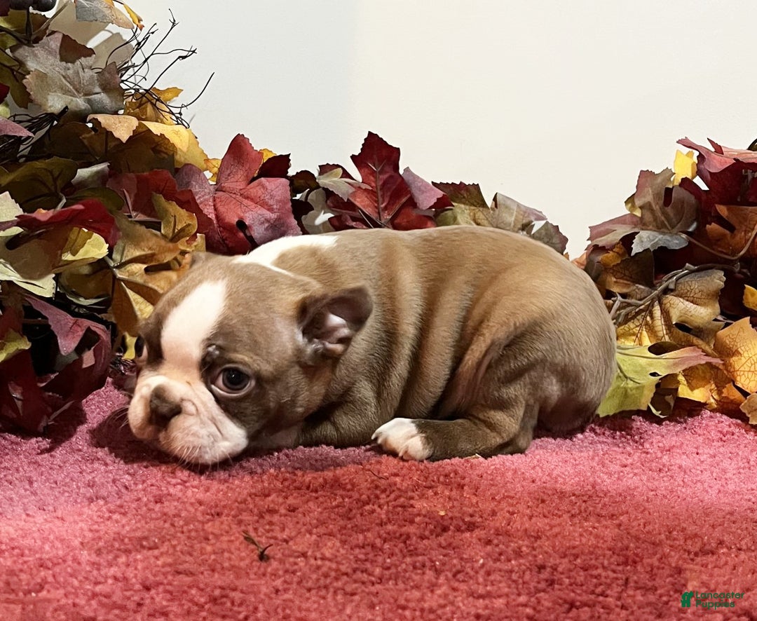 Boston Terrier dogs for sale: Duke - Ad 2