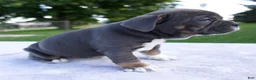 Beabull dogs for sale: Hailey - Ad 2