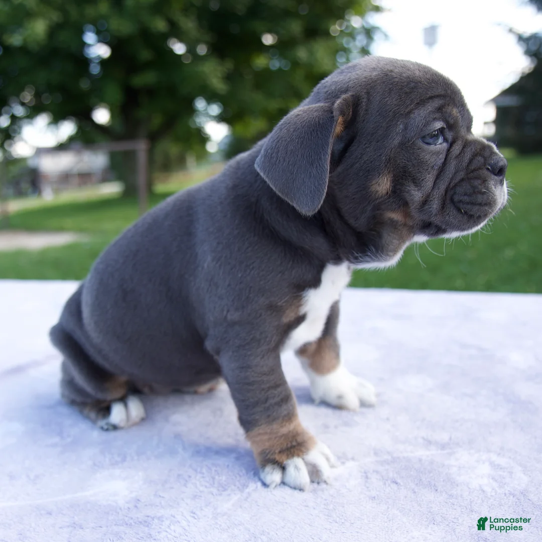 Beabull dogs for sale: Hailey - Ad 2