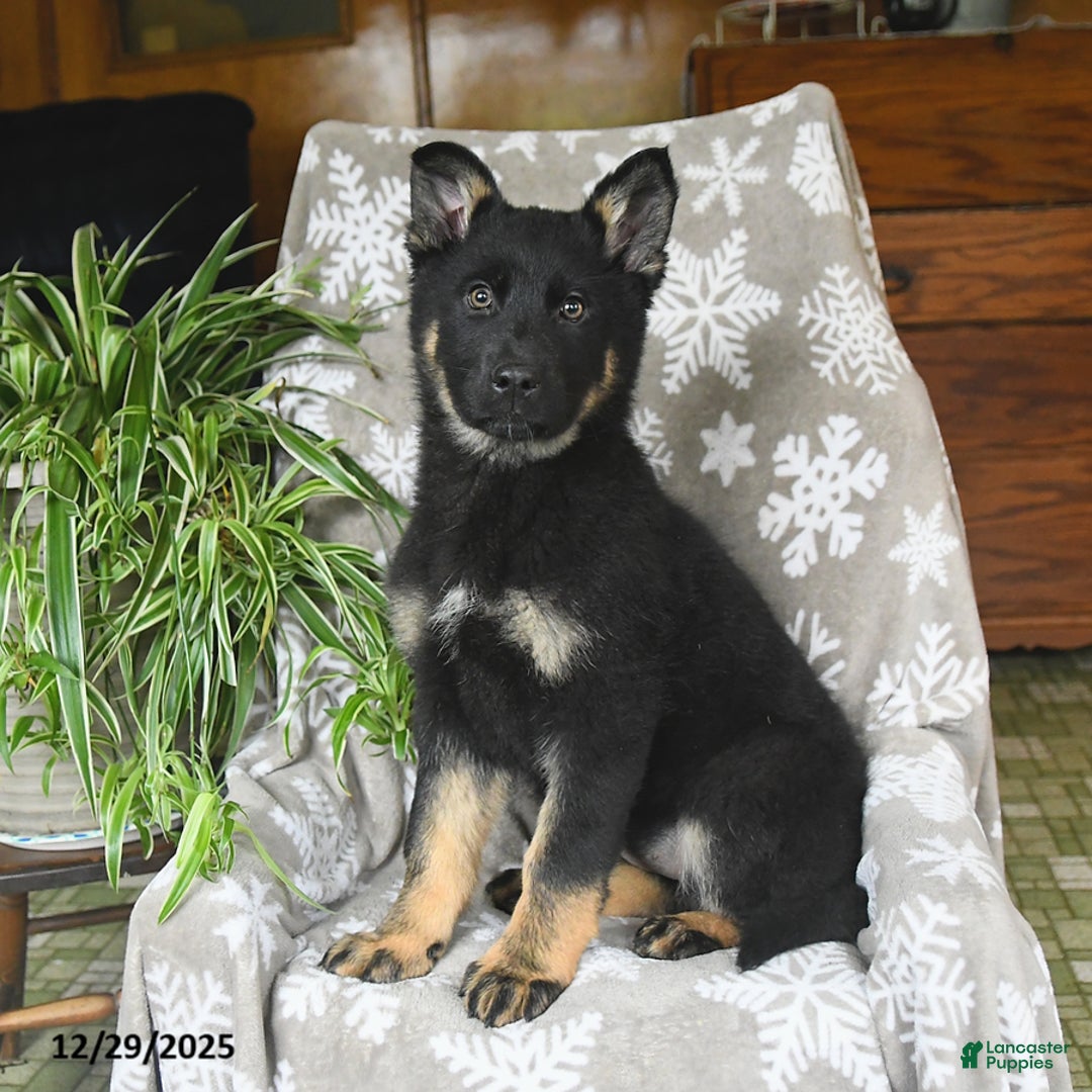 German Shepherd dogs for sale: Piper - Ad 1