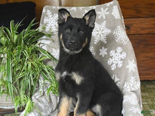 German Shepherd dogs Piper - Ad 2
