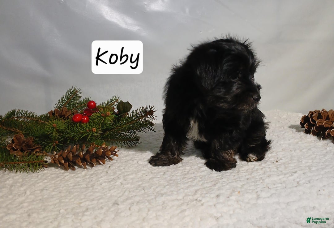 Yorkiepoo dogs for sale: Koby - Ad 4