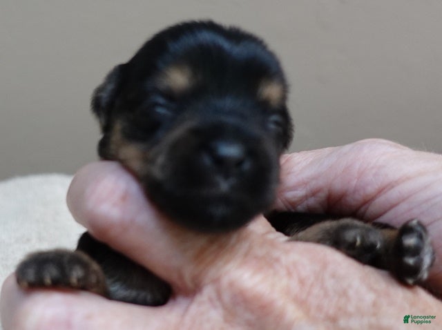 Yorkshire Terrier dogs Peyton - Ad 36