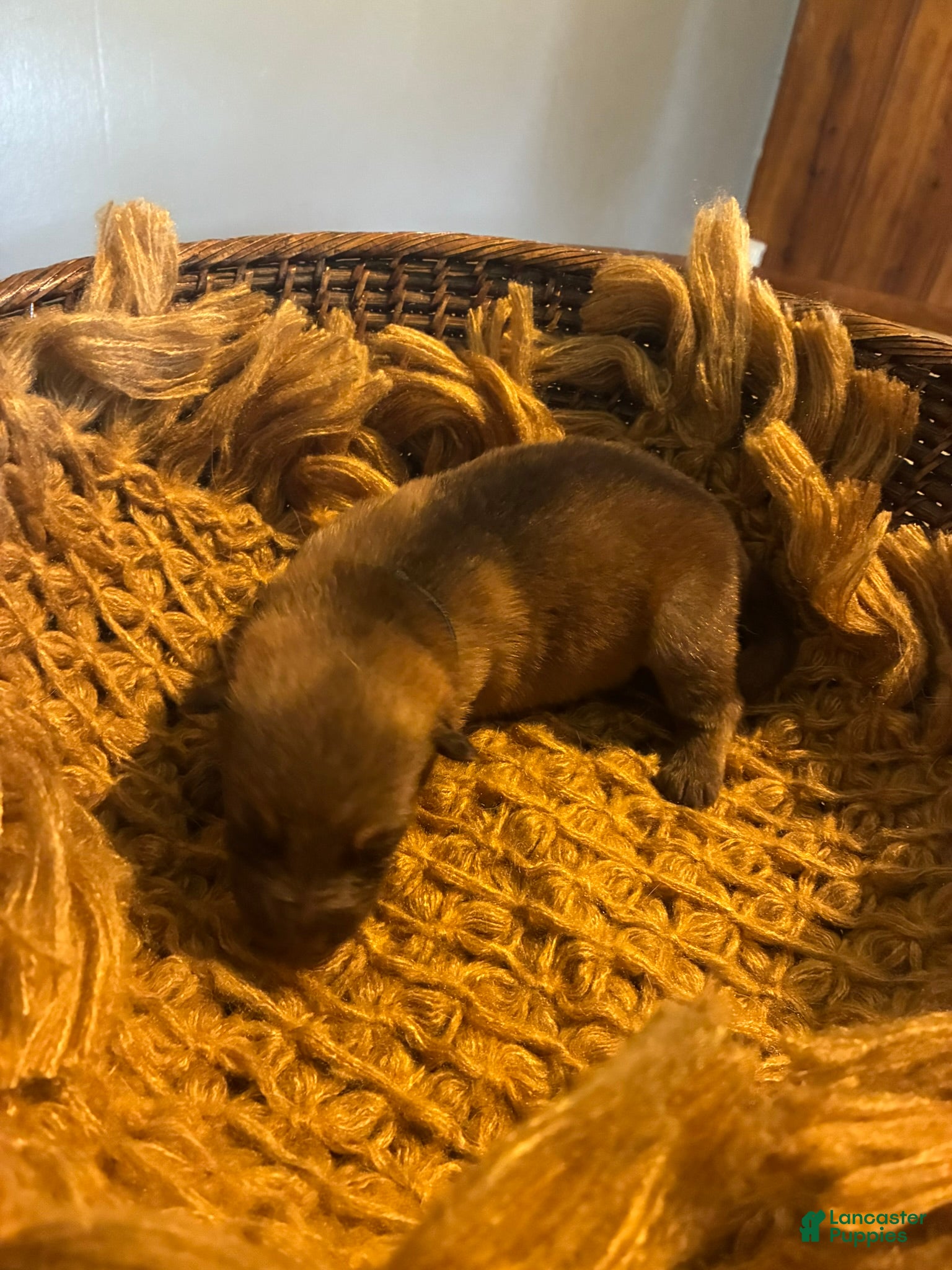 German Shepherd dogs Chestnut - Ad 2