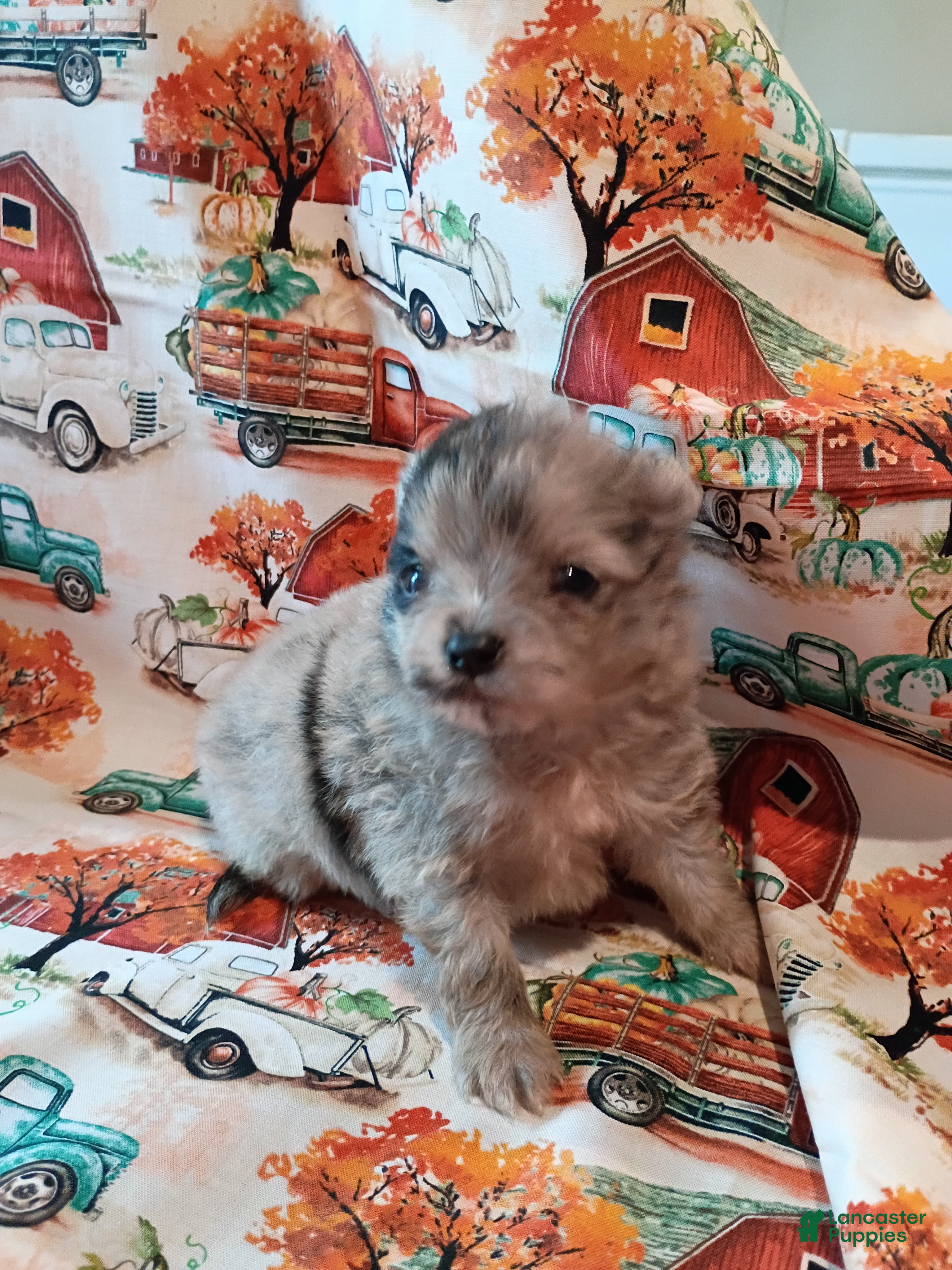 Pomeranian