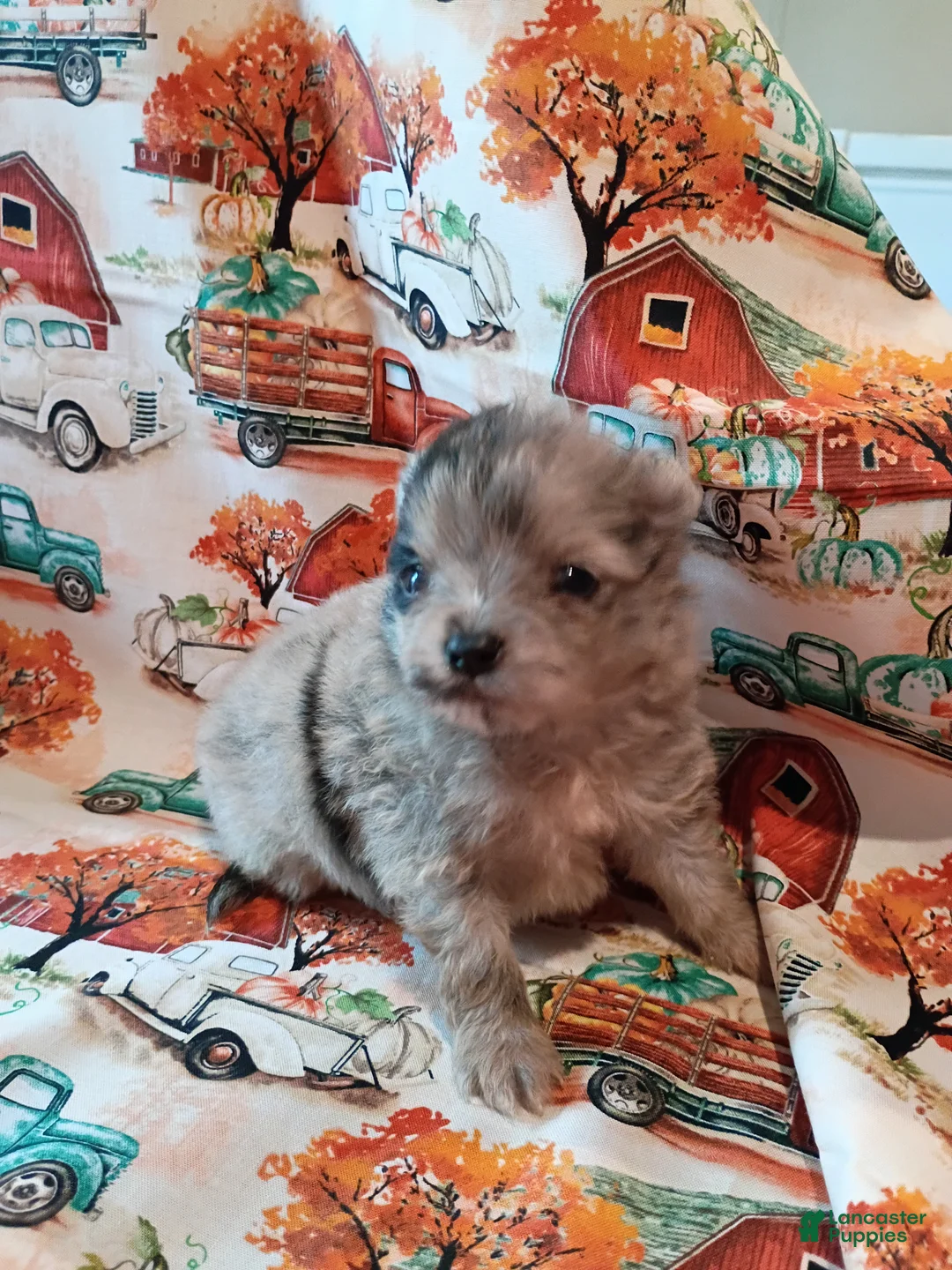 Pomeranian dogs for sale: Pomeranian 3 - Ad 1