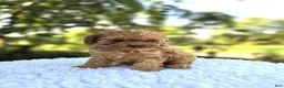 Cocker Spaniel dogs for sale: Kristina - Ad 1