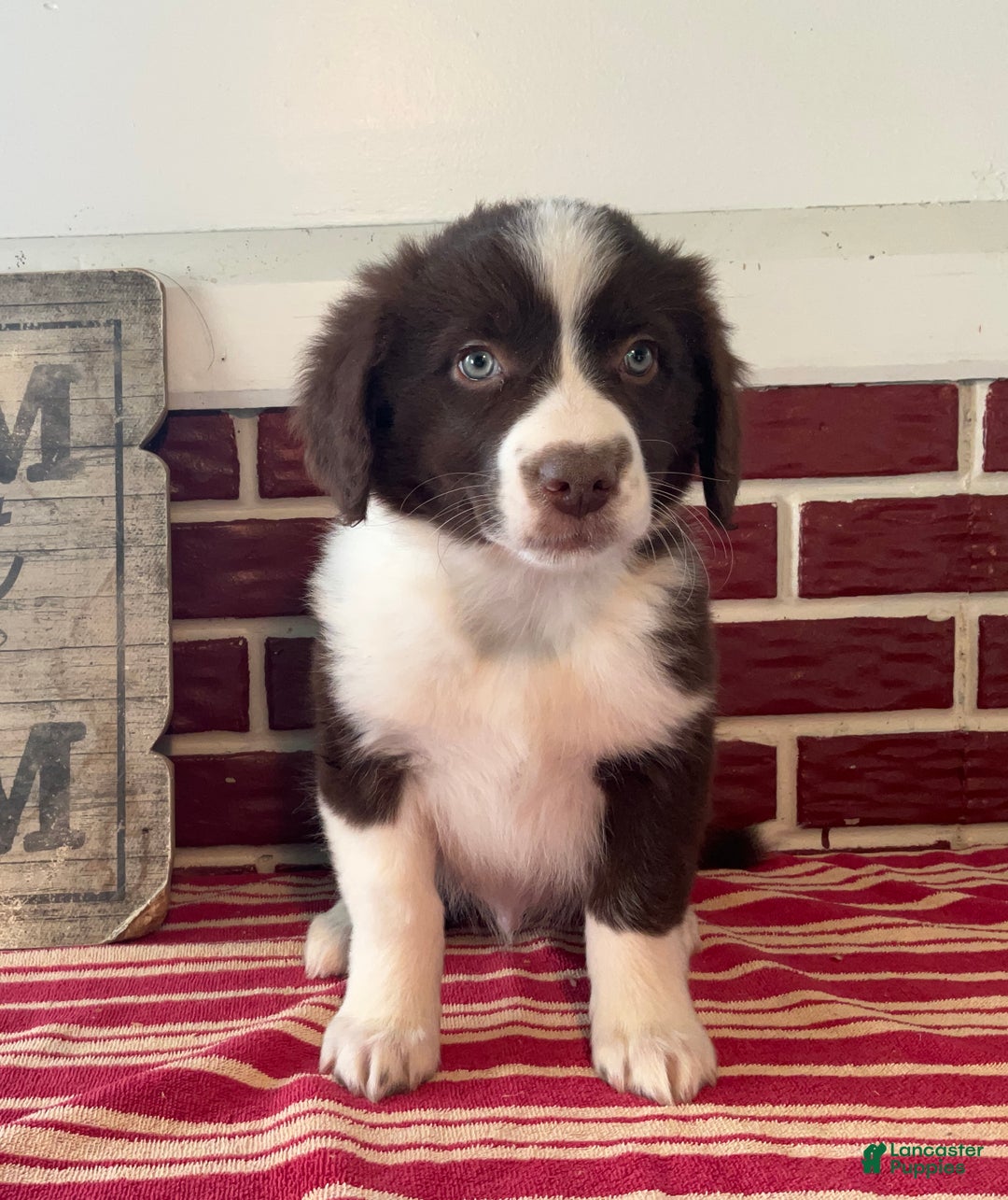 Mixed Breed dogs for sale: Levi - Ad 2