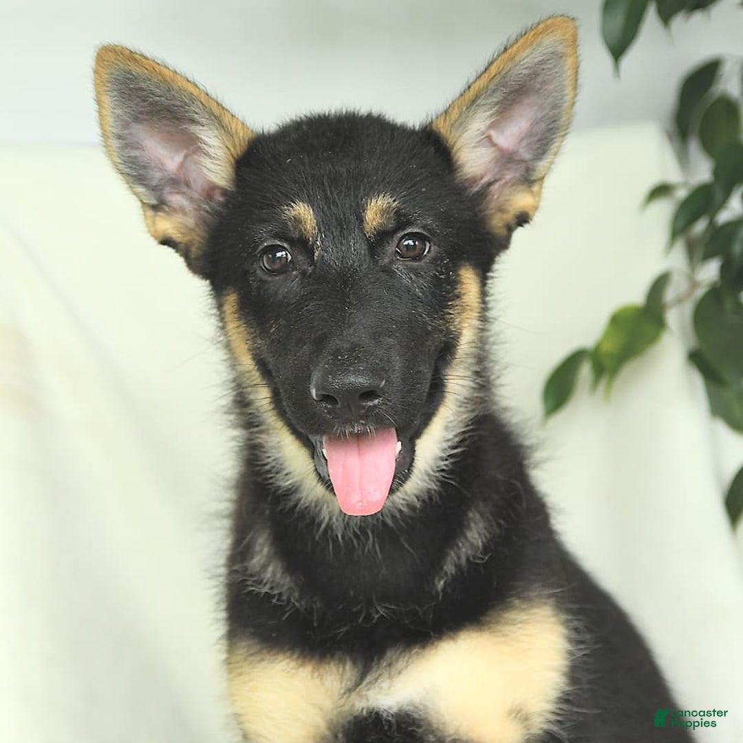 Gerberian Shepsky dogs for sale: Monty - Ad 3