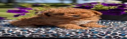 Toy Poodle dogs for sale: Maddox - Ad 8