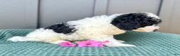 Mini Goldendoodle dogs for sale: SAILOR - Ad 6