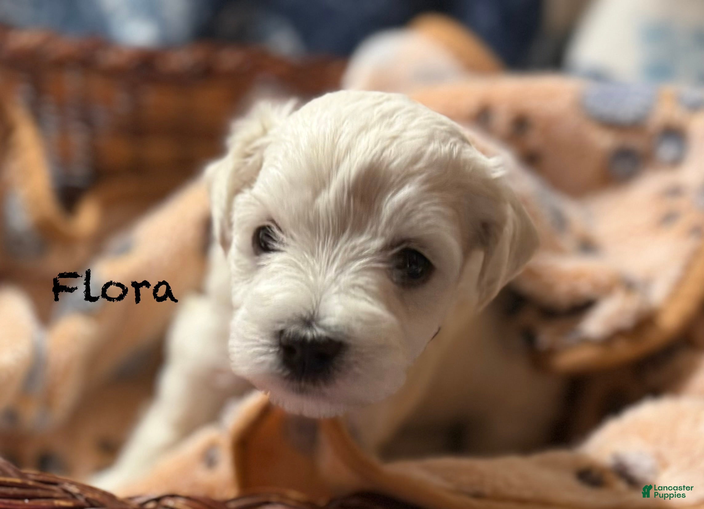 Miniature Schnauzer dogs for sale: Flora - Ad 2