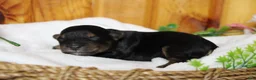 Yorkiepoo dogs for sale: Darling  - Ad 3
