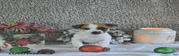 Jack Russell Terrier dogs for sale: Rocky - Ad 1