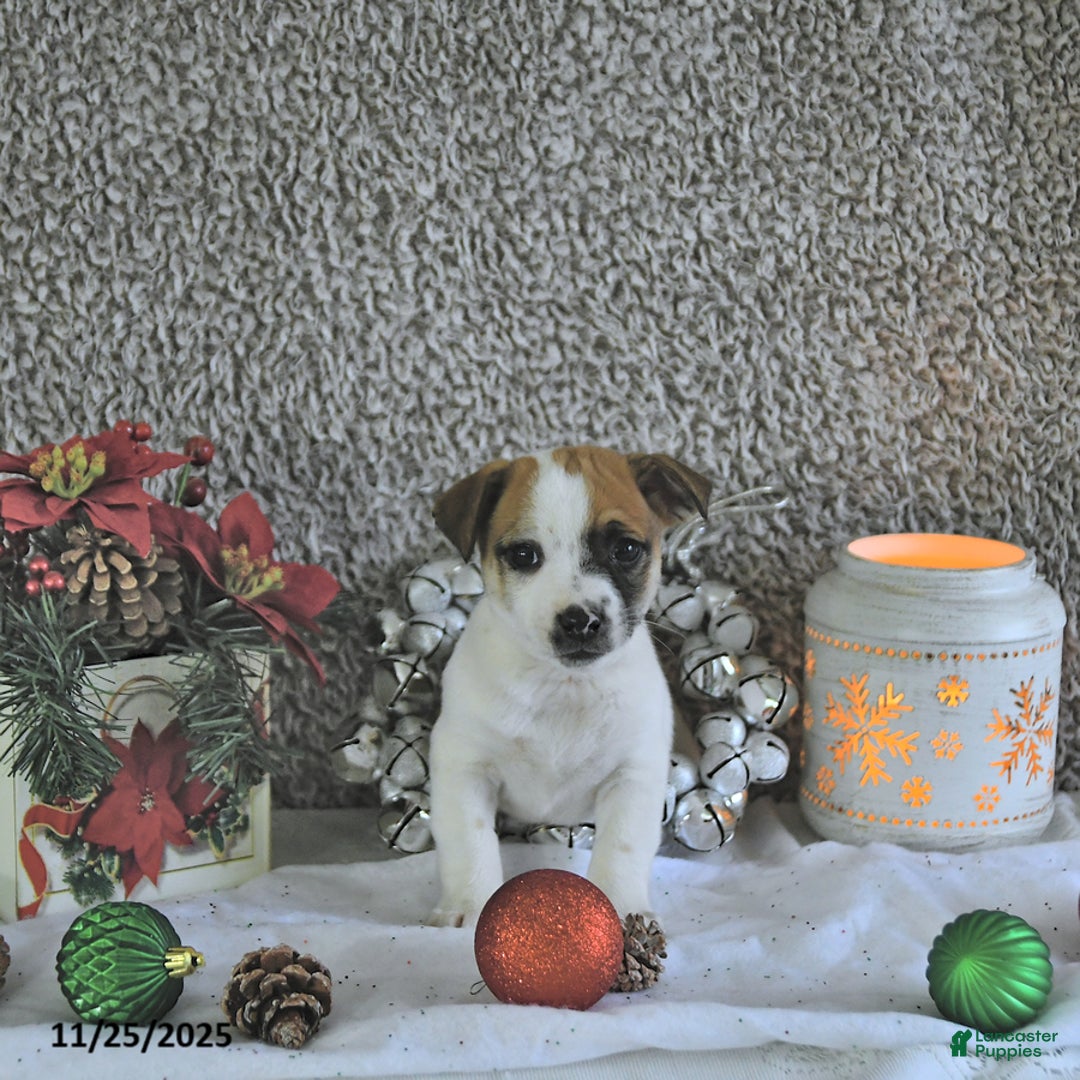Jack Russell Terrier dogs for sale: Rocky - Ad 1