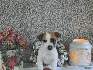 Jack Russell Terrier dogs Rocky - Ad 12