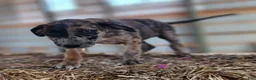 Catahoula Leopard Dog dogs for sale: Duchess 2026 Female 1 - Ad 22