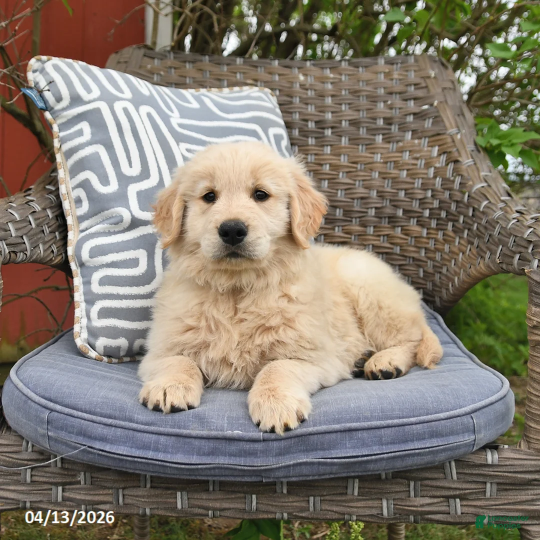 Golden Retriever dogs for sale: Mike - Ad 5