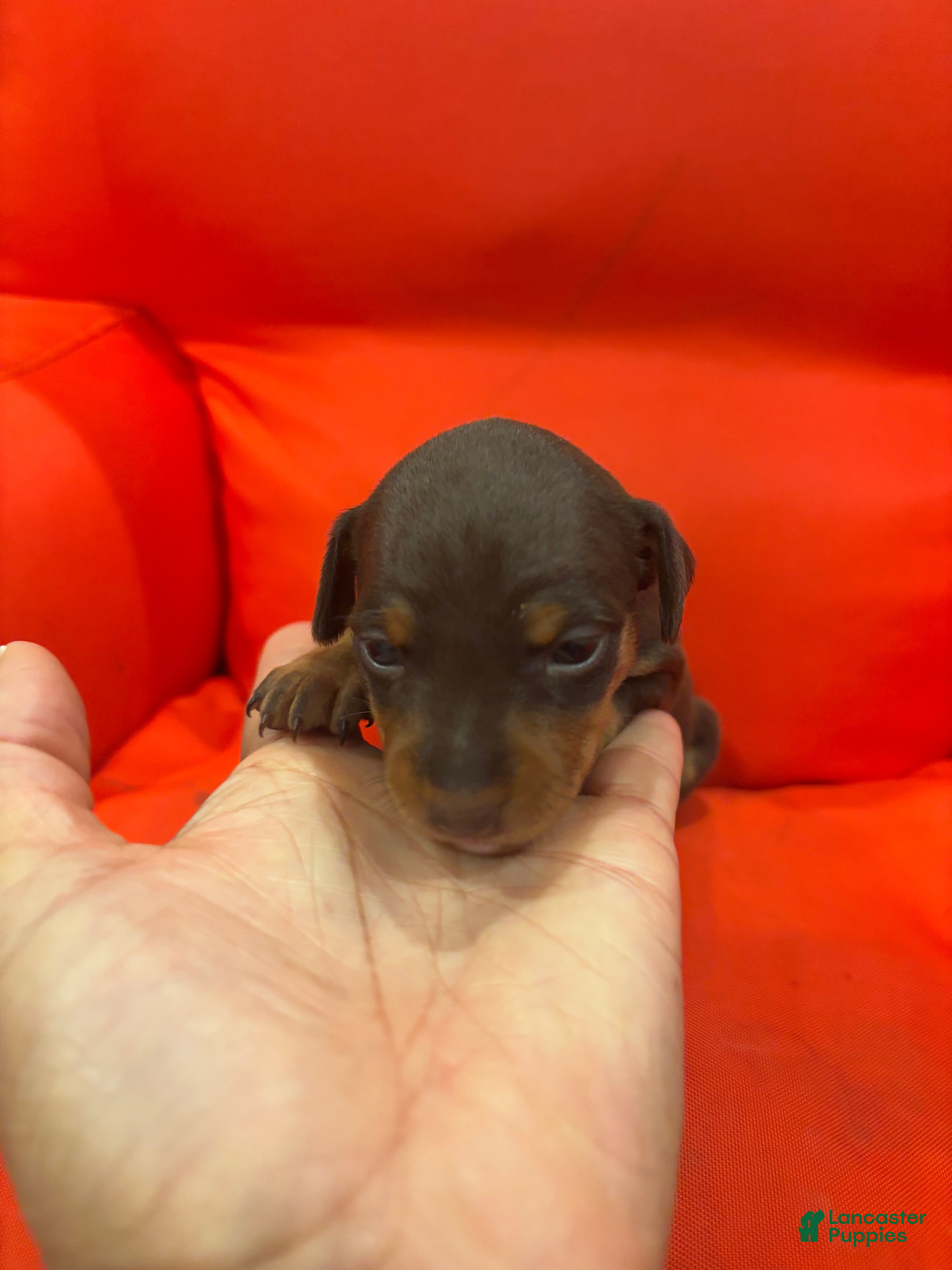 Miniature Pinscher dogs Miniature Pinscher Puppy 1 - Ad 21